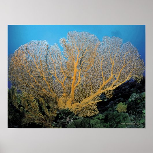ゴルゴニア珊瑚 ポスター (正面)