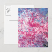 ゴルゴニア珊瑚 ポストカード (正面/裏面)