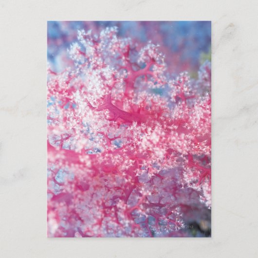 ゴルゴニア珊瑚 ポストカード (正面)