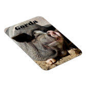 ゴルダ磁石 マグネット (右側)