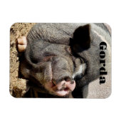 ゴルダ磁石 マグネット (横)