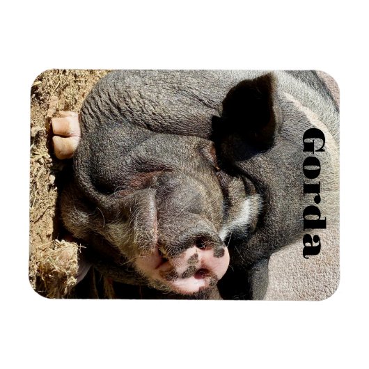 ゴルダ磁石 マグネット (横)