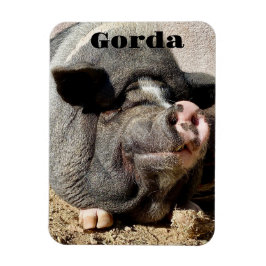 ゴルダ磁石 マグネット