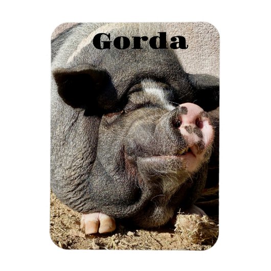 ゴルダ磁石 マグネット (縦)