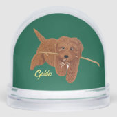 ゴルディー ゴールデンドゥードル (正面)