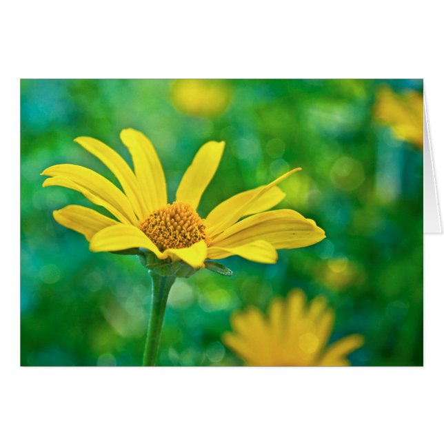 ゴルディ (正面横)