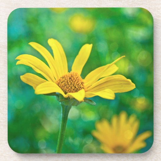 ゴルディ コースター (正面)