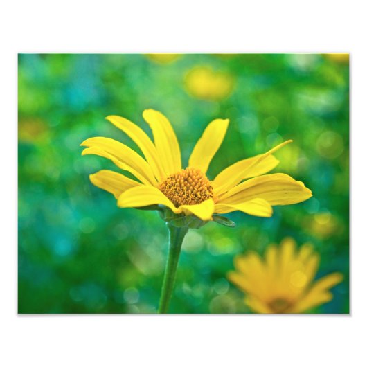 ゴルディ フォトプリント            (正面)