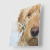 ゴルデンドルの子犬 スクエア壁時計 (傾斜)