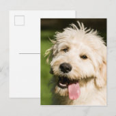 ゴルデンドルパピーパンティン ポストカード (正面/裏面)