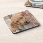 ゴルデンドルパピーピーピーキング コースター (左側)