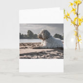 ゴルデンドールオンビーチ カード (黄色い花)