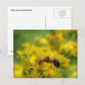 ゴルデンロッドの小アリ ポストカード (正面/裏面)