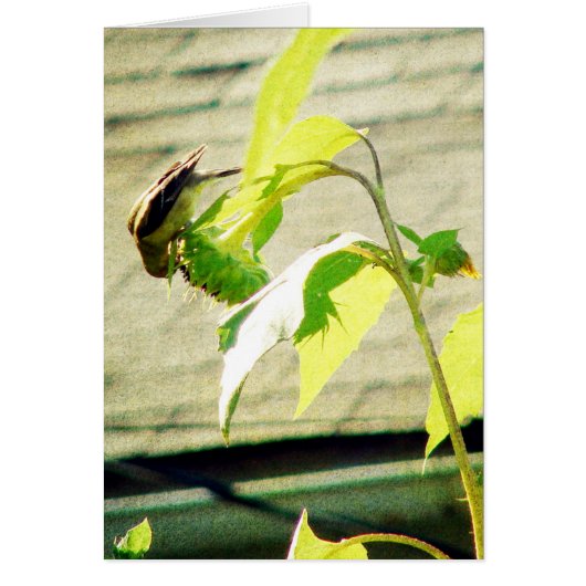 ゴルフィンチとヒマワリ (正面)