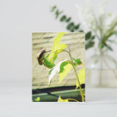 ゴルフィンチとヒマワリ ポストカード (スタンド正面)