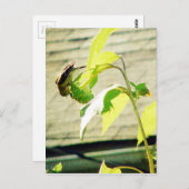 ゴルフィンチとヒマワリ ポストカード (正面/裏面)