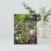 ゴロゴロ ポストカード (スタンド正面)