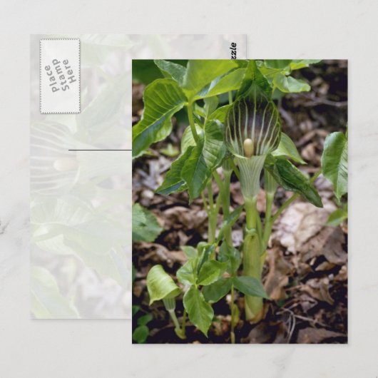 ゴロゴロ ポストカード (正面/裏面)