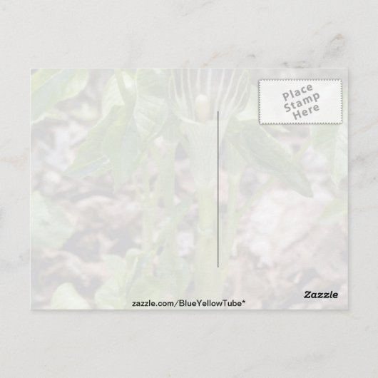 ゴロゴロ ポストカード (裏面)