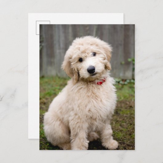 ゴンドゥールの子犬は草の中に座っている ポストカード (正面/裏面)