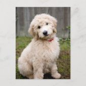 ゴンドゥールの子犬は草の中に座っている ポストカード (正面)