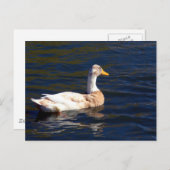 ゴージャスなアヒル ポストカード (正面/裏面)