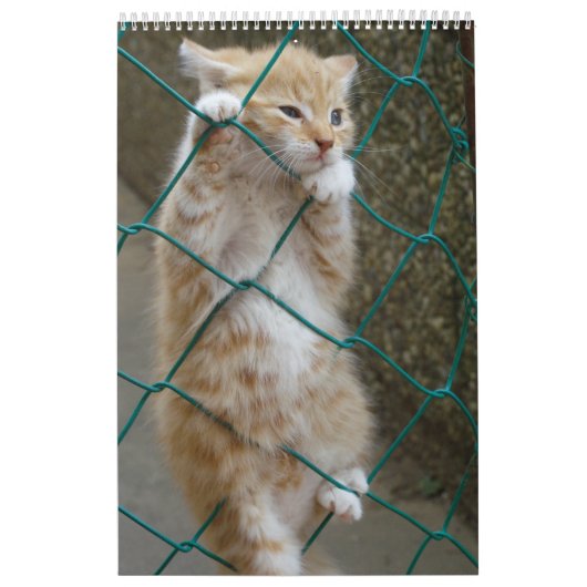 ゴージャスなオレンジキャッツ2023 カレンダー (カバー)
