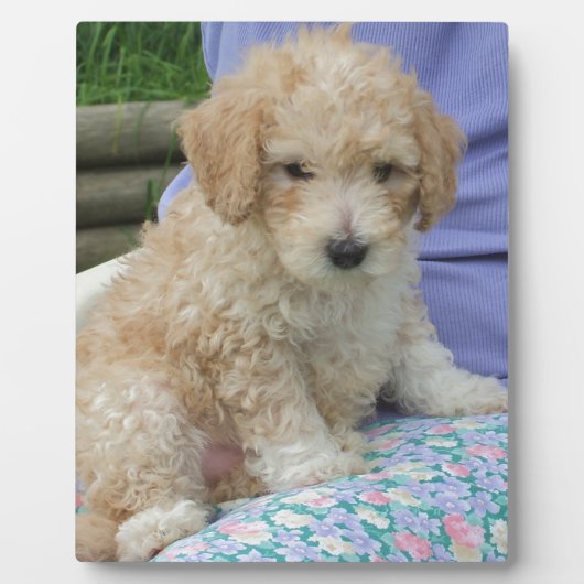 ゴージャスなカバポワン子犬あなたの方法を見て、孤立 フォトプラーク (正面)