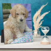 ゴージャスなカバポワン子犬あなたの方法を見て、孤立 フォトプラーク (側面)