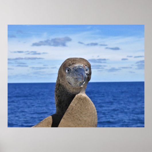 ゴージャスなガーネット ポスター (正面)