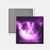 ゴージャスなグライダー磁石 マグネット (正面/裏面)