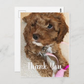 ゴージャスなコックパプピーサンキューカード ポストカード (正面/裏面)