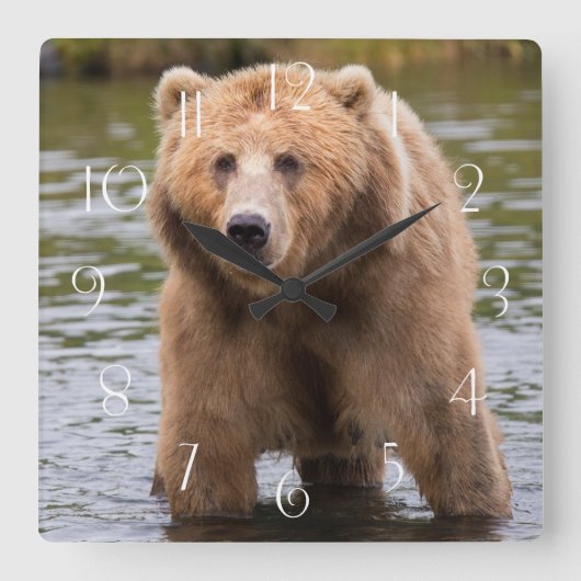 ゴージャスなコディアックブラウンベア スクエア壁時計 (正面)