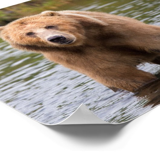 ゴージャスなコディアックブラウンベア ポスター (角)