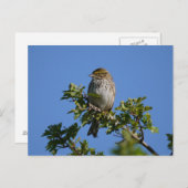 ゴージャスなサバンナ ポストカード (正面/裏面)