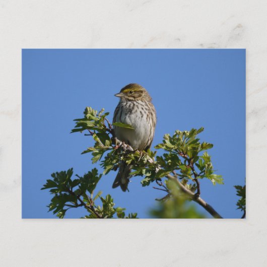 ゴージャスなサバンナ ポストカード (正面)