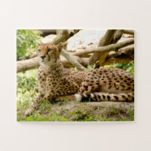 ゴージャスなチーター美しい猫写真