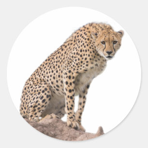 ゴージャスなチーター美しい猫写真 ラウンドシール