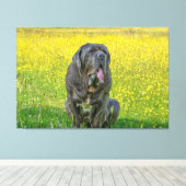 ゴージャスなナポリのマスティフ キャンバスプリント (インサイチュ (ウッドフロア))