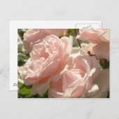 ゴージャスなバラはがき ポストカード (正面/裏面)