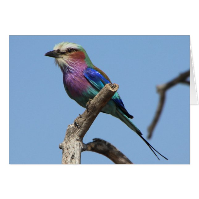 ゴージャスなバードカード (正面横)