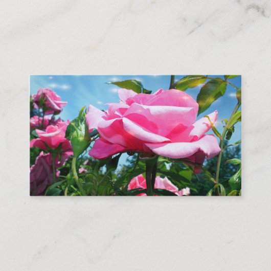 ゴージャスなピンクのバラの花のプロフェッショナル写真 名刺 (正面)