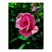 ゴージャスなピンクのバラの花のポスター写真