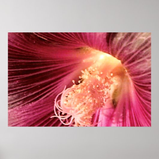 ゴージャスなピンクのホックフラワー ポスター (正面)