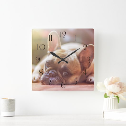 ゴージャスなフランスのブルドッグが横たわっていた スクエア壁時計 (ホーム)