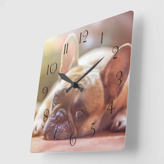 ゴージャスなフランスのブルドッグが横たわっていた スクエア壁時計 (傾斜)