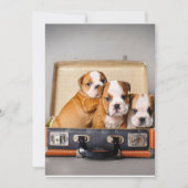 ゴージャスなブルドッグの子犬 |犬の恋人 シーズンカード (正面)