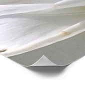 ゴージャスなプルメリアポスター ポスター (角)