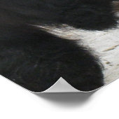 ゴージャスなベルテッドガロウェイ食べステアの干し草 ポスター (角)