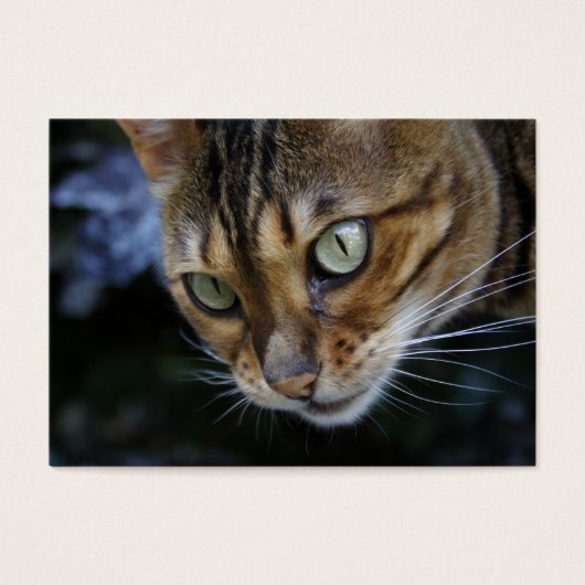 ゴージャスなベンガル猫 (正面)